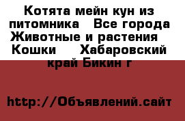 Котята мейн-кун из питомника - Все города Животные и растения » Кошки   . Хабаровский край,Бикин г.